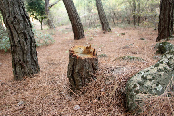 How Our Tree Care Process Works  in  Wayland, MI